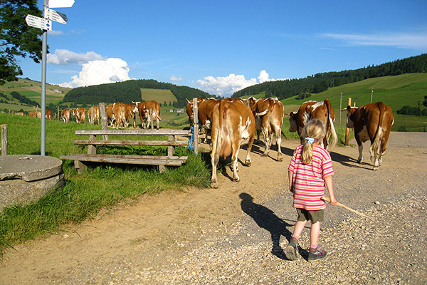 Unsere Kühe werden auf die Weide getrieben