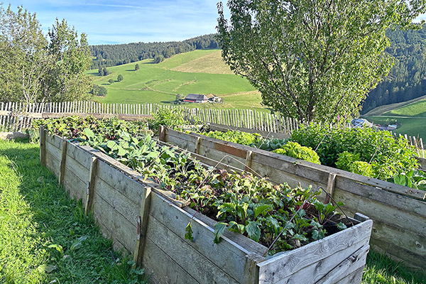 Unsere Gemüsebeete gedeihen prächtig