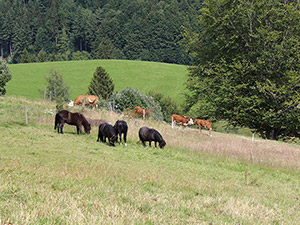 Ferien auf dem Bauernhof in Münstertal